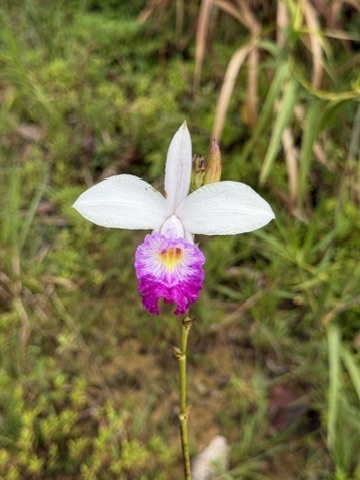 Bamboo Orchid