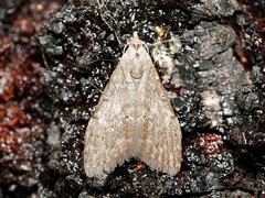 Nola pleurosema