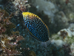 Bluespotted Wrasse photo 2