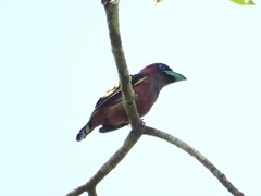 Eurylaimus javanicus