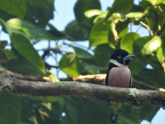 Eurylaimus ochromalus