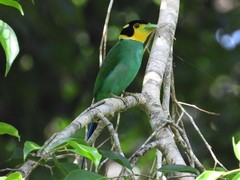 Psarisomus dalhousiae