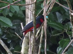 Cymbirhynchus macrorhynchos