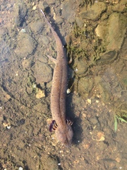Necturus louisianensis