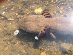 Necturus louisianensis
