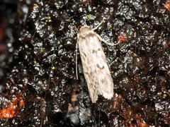 Philobota orescoa