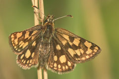 Carterocephalus skada