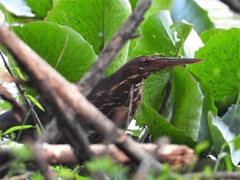 Ixobrychus flavicollis