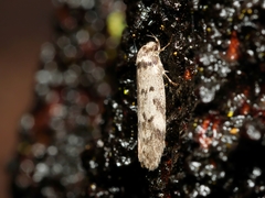 Philobota orescoa