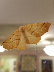 Tetracis jubararia