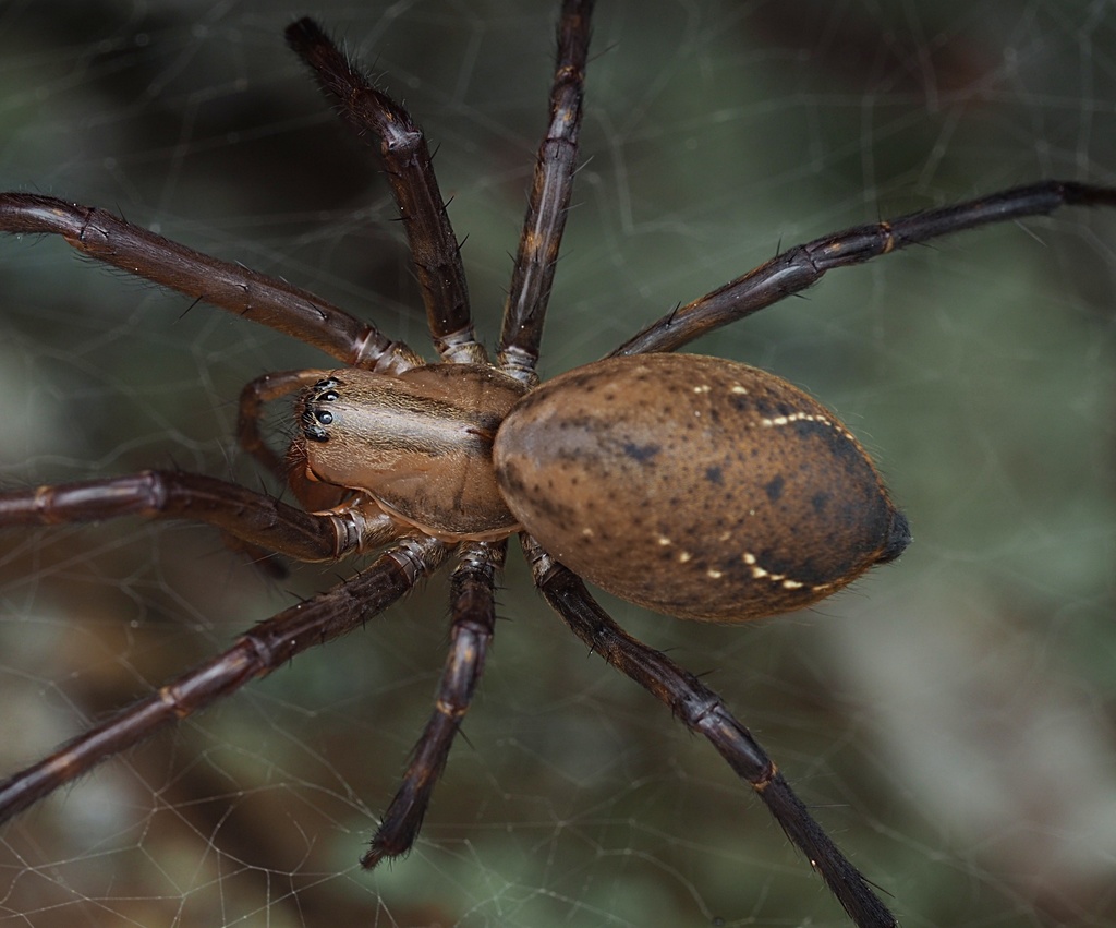 Sheetweb Spiders From Kaeo, New Zealand On October 13, 2019 At 08:40 PM ...