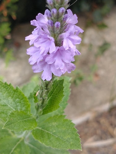 Verbena stricta