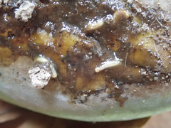 Diptera