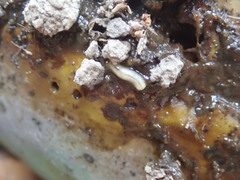 Diptera