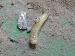 Diptera