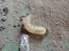 Diptera