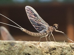 Callibaetis ferrugineus hageni