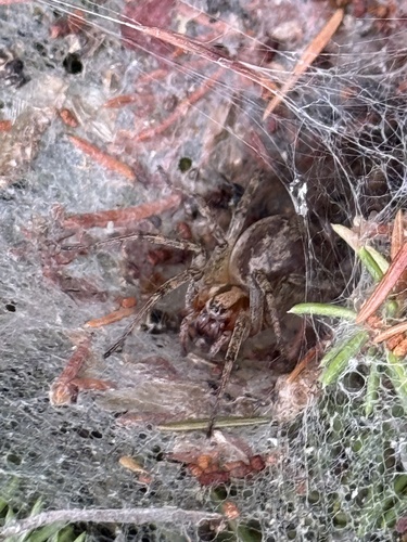 Labyrinthspinne