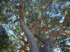 Albizia niopoides