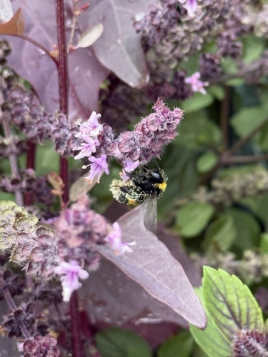 Dunkle Erdhummel