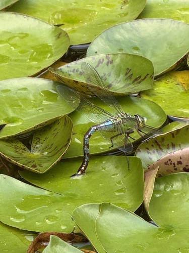 Große Königslibelle