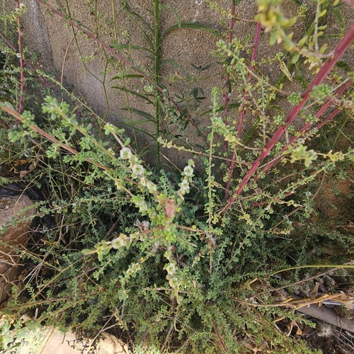 Short-leaf Bluebush