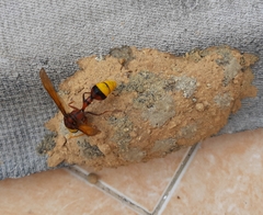 Delta pyriforme pyriforme