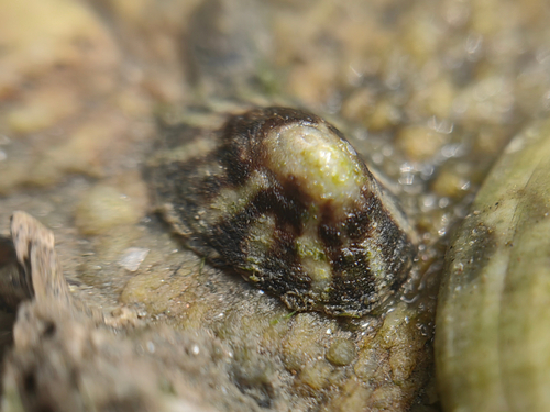 Lottia peitaihoensis