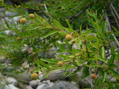 Cephalanthus salicifolius