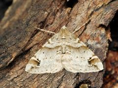 Syneora hemeropa