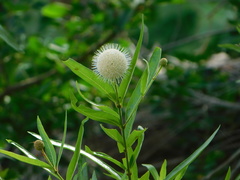 Cephalanthus salicifolius