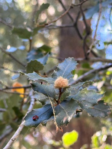 iNaturalist observation photo of Insects