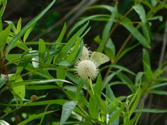 Cephalanthus salicifolius
