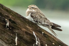 Chordeiles rupestris