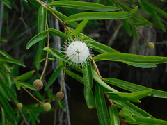 Cephalanthus salicifolius