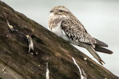 Chordeiles rupestris