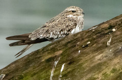 Chordeiles rupestris