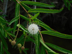 Cephalanthus salicifolius