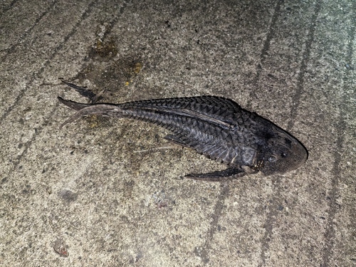 Sailfin Catfishes