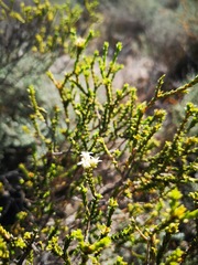 Euchaetis pungens