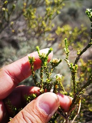 Euchaetis pungens