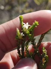 Euchaetis pungens