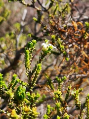 Euchaetis pungens