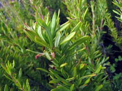 Eriogonum fasciculatum fasciculatum