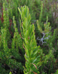 Eriogonum fasciculatum fasciculatum