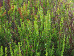 Eriogonum fasciculatum fasciculatum