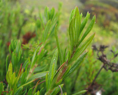 Eriogonum fasciculatum fasciculatum
