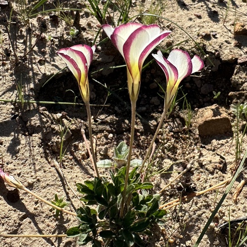 Silverleaf Sorrel (Oxalis argyrophylla)