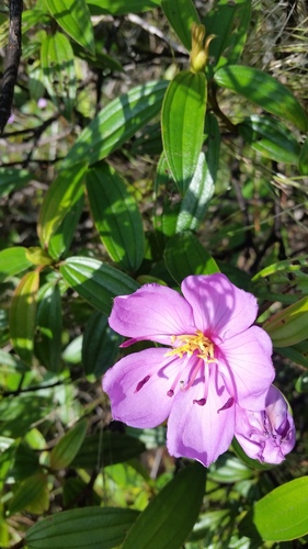 Melastoma malabathricum