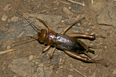 Tarbinskiellus
